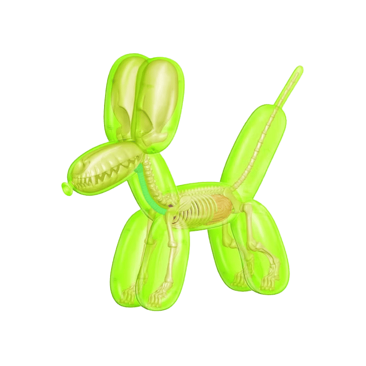4D Master Anatomy Balloon Dog Figure Clear Green