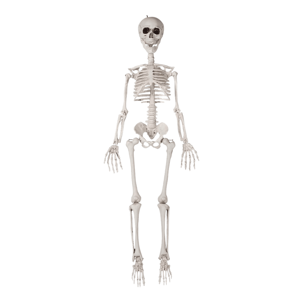 36" Skeleton