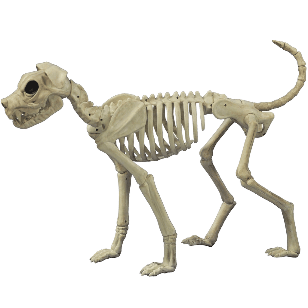 Buster Bonez