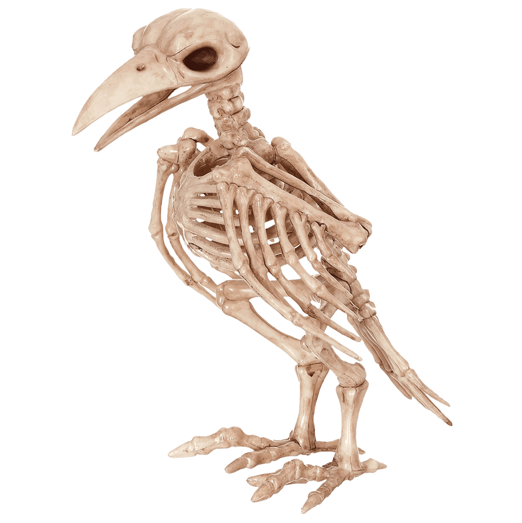 Skeleton Raven